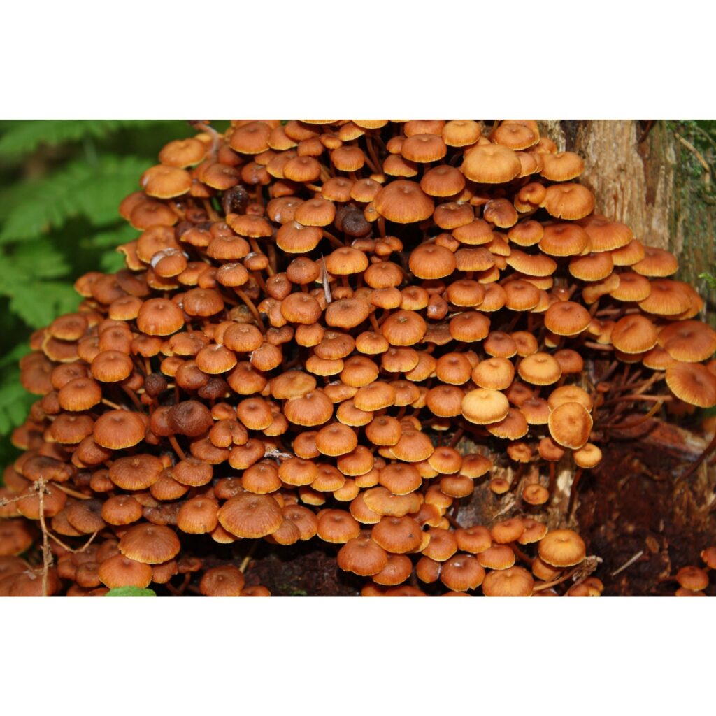 Rudens saulrieti Vidzemes jūrmalā. Ķurmrags saulrietā. Rudens tuvplānā (Bieži vien mēs dabu vērojam kopskatā kā ainavu. Bet cik skaista un daudzveidīga tā atklājas vērotājam, kurš to apskata tuvplānā. Cik liela un smaga izskatās rīta rasa!...