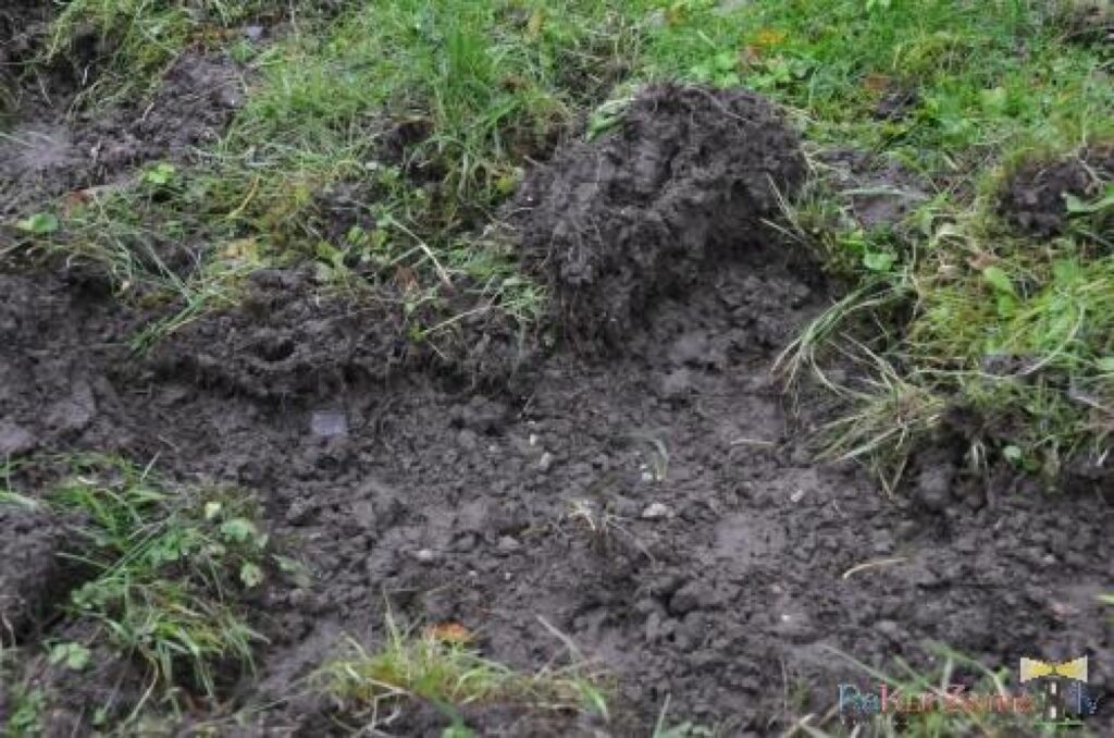 Autors: rekurzeme.lv