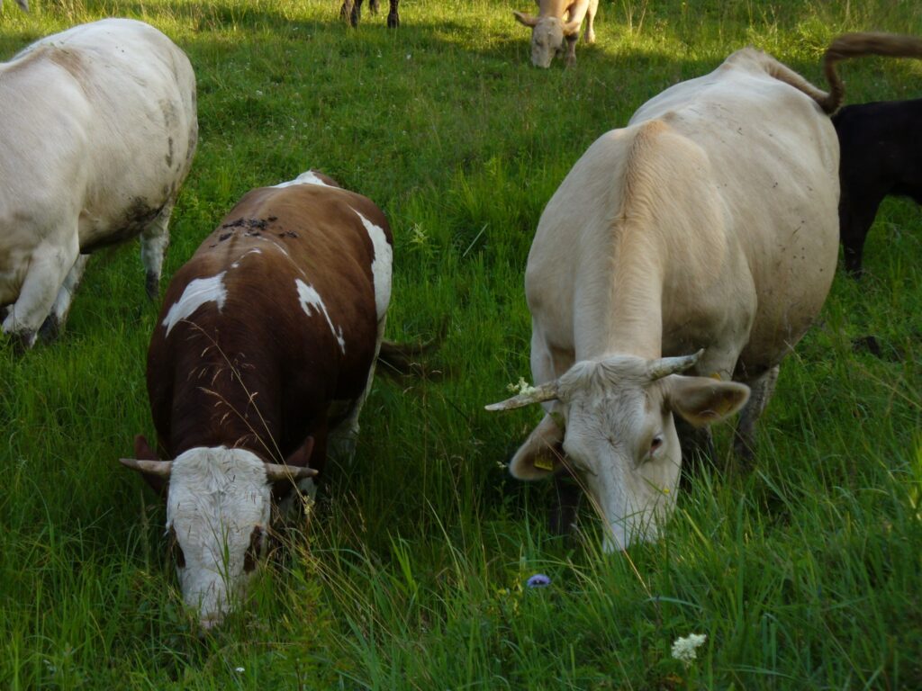 Zemnieku saimniecībā “Vekši” gaļas liellopus visu gadu gana Gaujas ielejas palieņu un parkveida zālājos. 
Autors: No personīgā arhīva