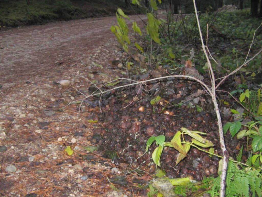 Autors: Sandra Pētersone