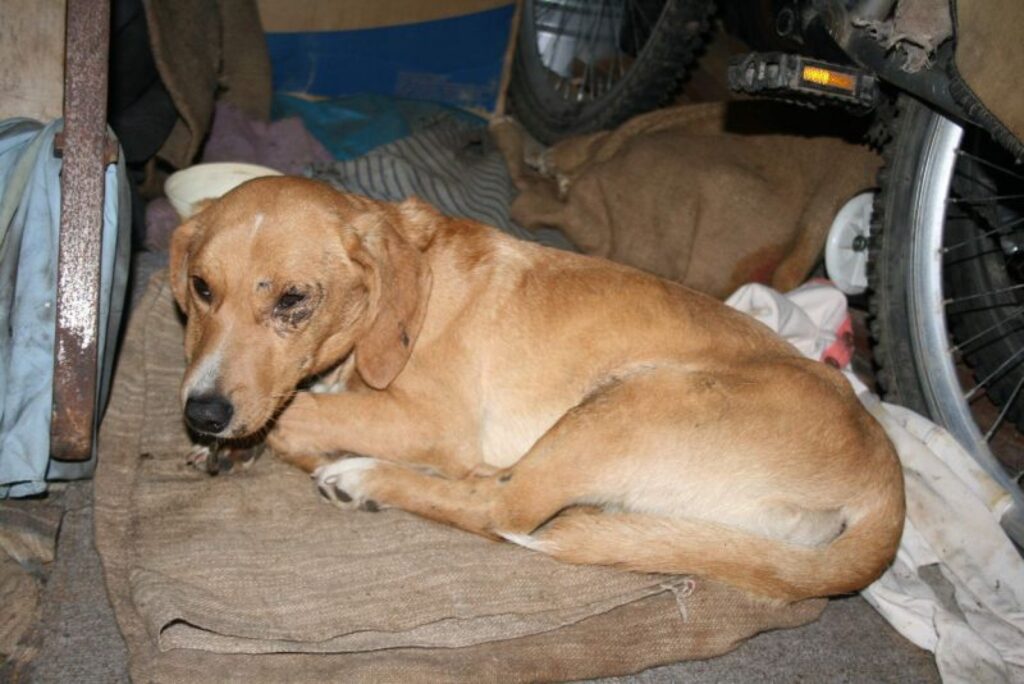 Šķūnī Smiltenē, Kalēju 4 ievainots, noskumušām actiņām jau nedēļu guļ neliela auguma suņuks. Viņš atgūstas pēc traumas, visticamāk, suni notriekusi mašīna. Lūdzam atsaukties mīluļa īstos saimniekus.
Autors: Santa Sinka