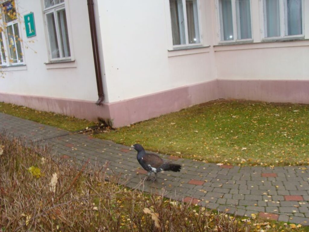 Autors: No personīgā arhīva