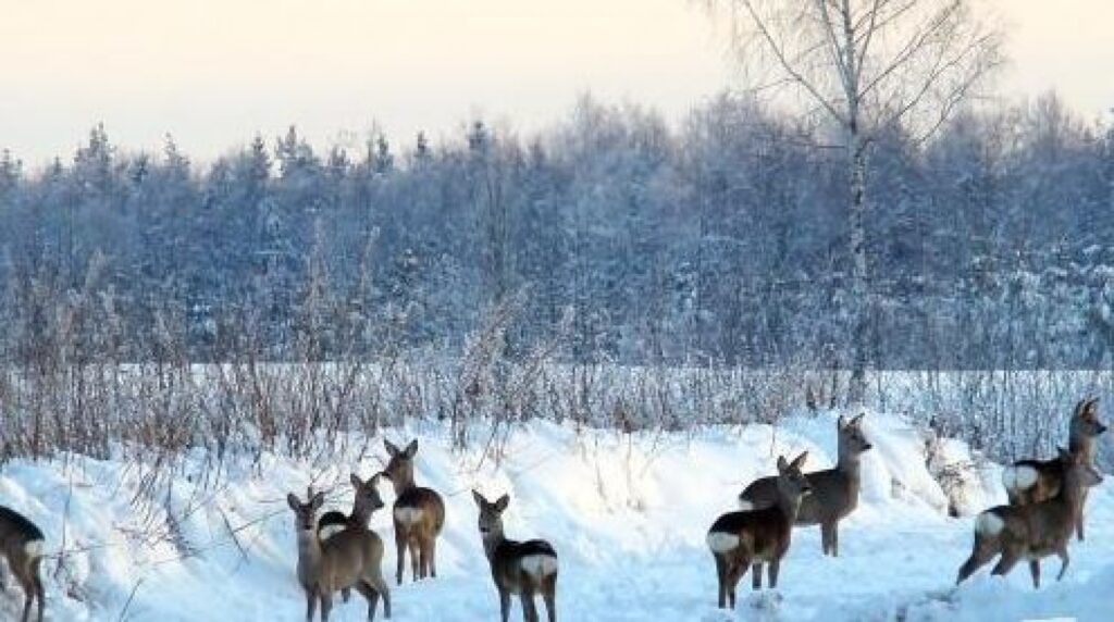 Autors: aluksniesiem.lv