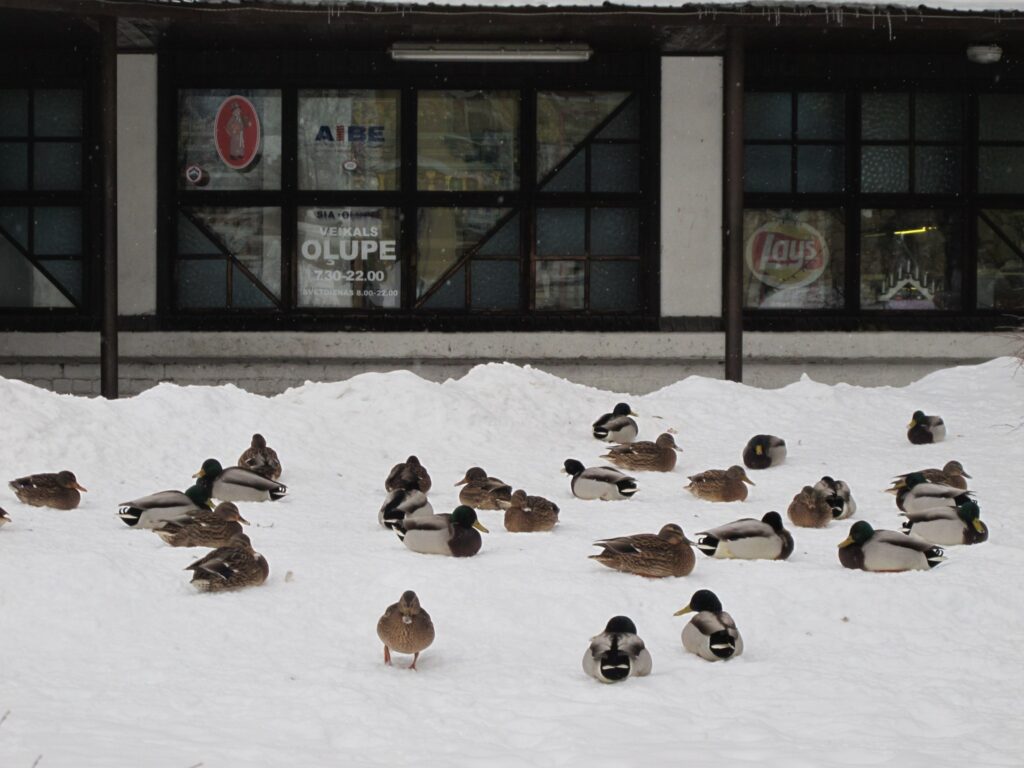 Biezā sniega kārta apgrūtina pārvietošanos cilvēkiem un automašīnām, bet Pedeles upē mītošajām pīlēm tas nav traucējis atčāpot līdz pašam Valkas centram.
Autors: Inga Karpova