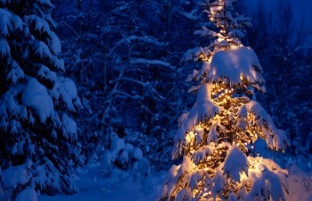 Autors: darzazinas.lv