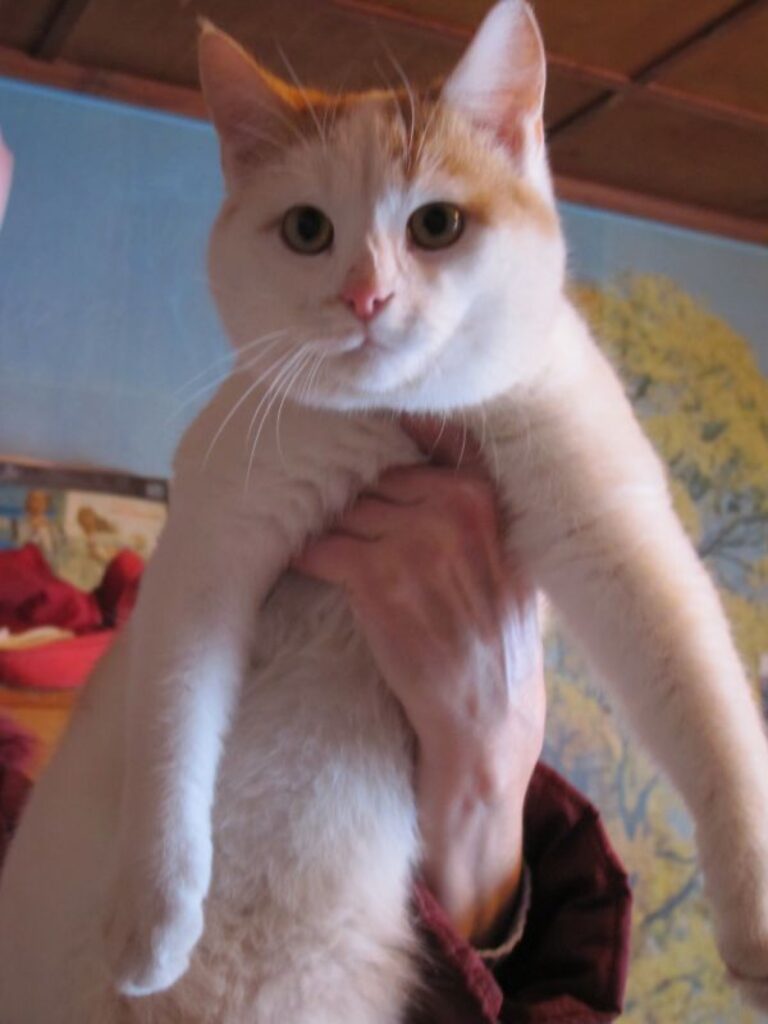 Paprāvo runci dēvē par Rižiku dēļ amizantā kažoka.
Autors: Inga Karpovai