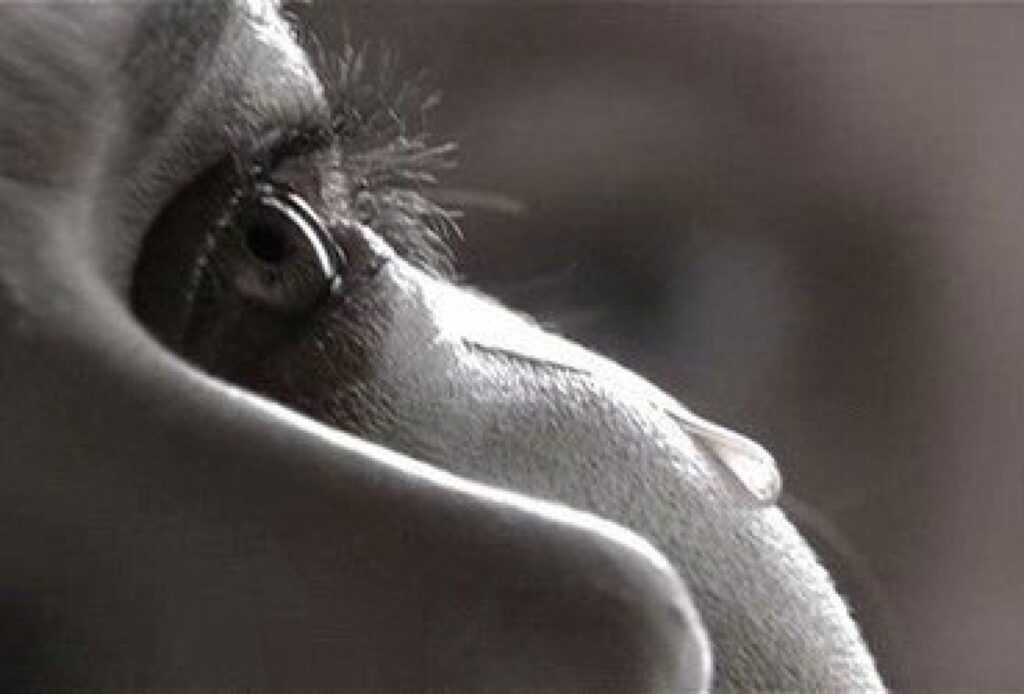 Autors: aijucis.wordpress.com