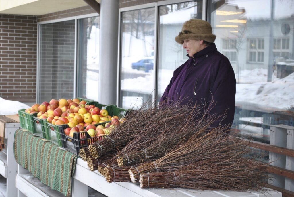 Launkalniete Vineta Suija Smiltenē pārdod pašas sietās zaru slotas. Viņa, tāpat kā vēl vairākas citas pārdevējas, aicina firmu “Madara '89” par tirdzniecības vietu ziemā prasīt mazāku cenu. 
Autors: Sandra Pētersone
