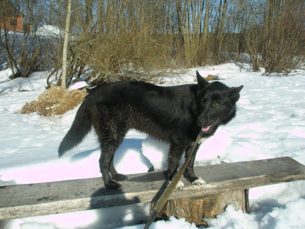 Melnā kucīte pēkšņi uzradās Variņu centrā, visticamāk, tika izmesta no kādas automašīnas. Viņai tiek meklēts jauns saimnieks.
Autors: No personīgā arhīva