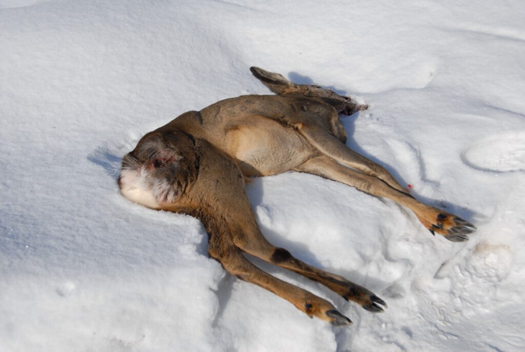 Strenčos pie garāžām atrastajai stirnai suns pakaļējā ciskā bija izrāvis lielu gaļas gabalu, un dzīvnieks zaudēja daudz asiņu. 
Autors: no personīgā arhīva