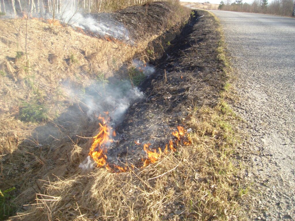 Autors: Sarmīte Ozola