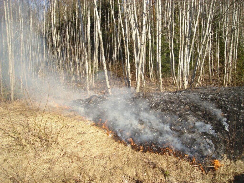 Autors: Sarmīte Ozola