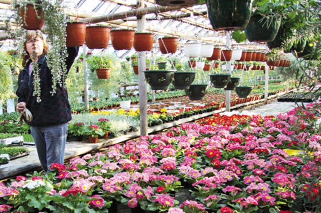 Ačgārni būtu domāt, ka vienā reizē iedota stipra mēslojuma koncentrācija jūsu telpaugus pāris dienās mudinās sasparoties straujai augšanai. Pavasara sākumā barības vielas laistāmajam ūdenim pievieno pavisam vājā koncentrācijā (0,1 procents), ik pēc trim četrām nedēļām devu palielinot. Ja puķes aug pilnvērtīgā mālainā dārza augsnē, tad mākslīgais mēslojums pievienojams tikai reizi mēnesī, bet «nabadzīgas» kūdras substrātā barības vielu nav, tādēļ tās ūdenim pievieno vismaz reizi nedēļā. 
Autors: Agris Samcovs