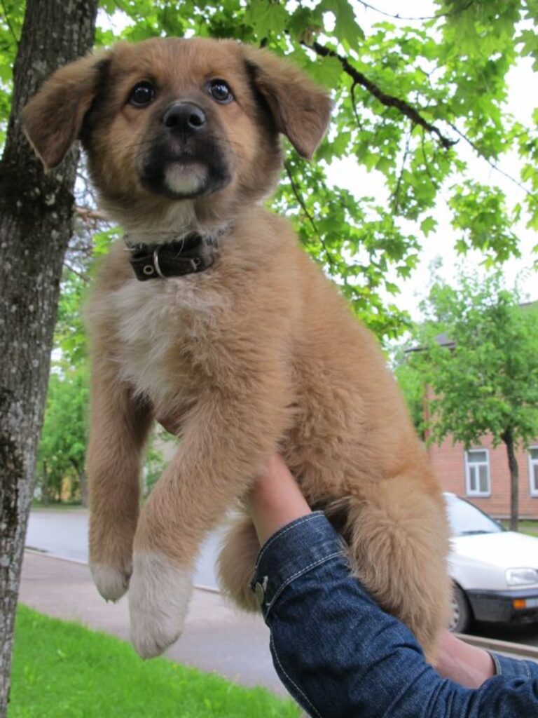 Autors: Inga Karpova