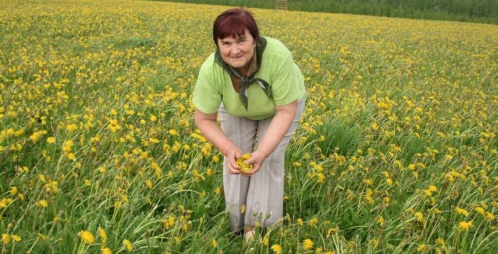 Ņina Laurenoviča atzīst, ka pieneņu pļava ne tikai priecē acis, bet to ziedi ir noderīgi arī veselības uzturēšanai.
Autors: Aivars Zilbers