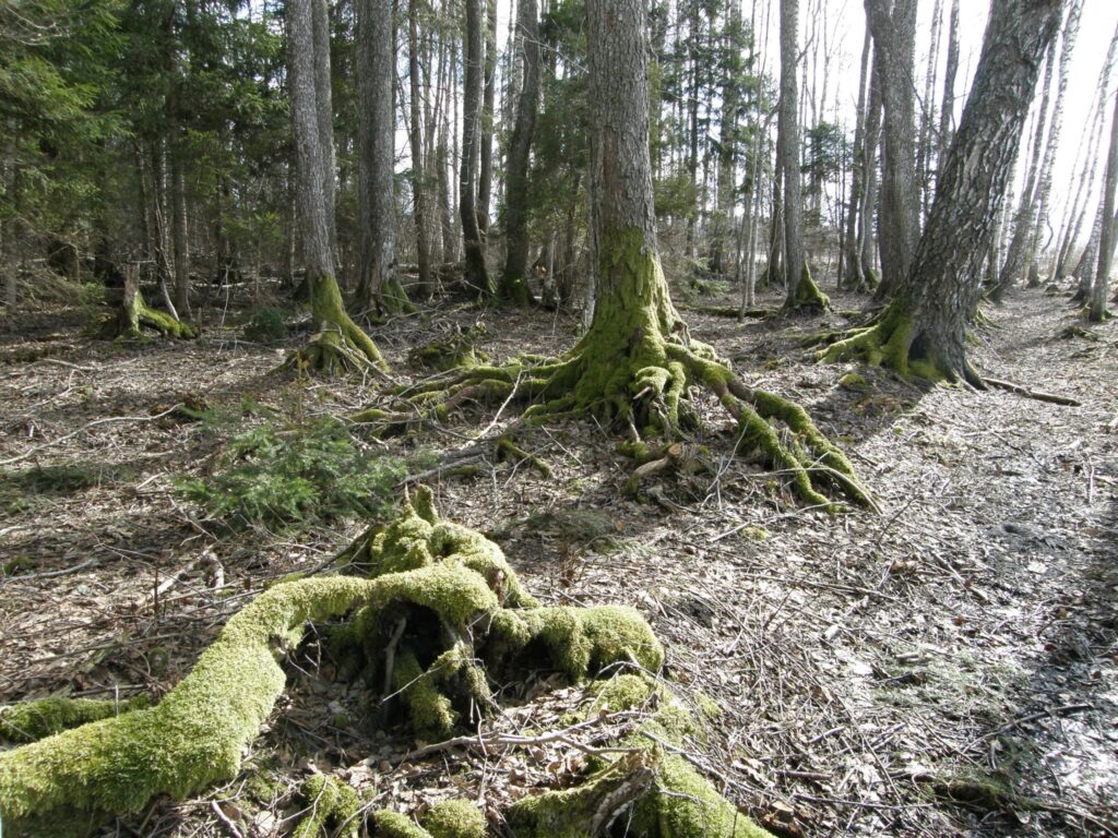 Takas apkārtnē ir daudz lielu koku ar interesantu sakņu veidojumu, kas rosina iztēli un ļauj gājējam sevi iedomāties pasaku mežā. 
Autors: No personīgā arhīva