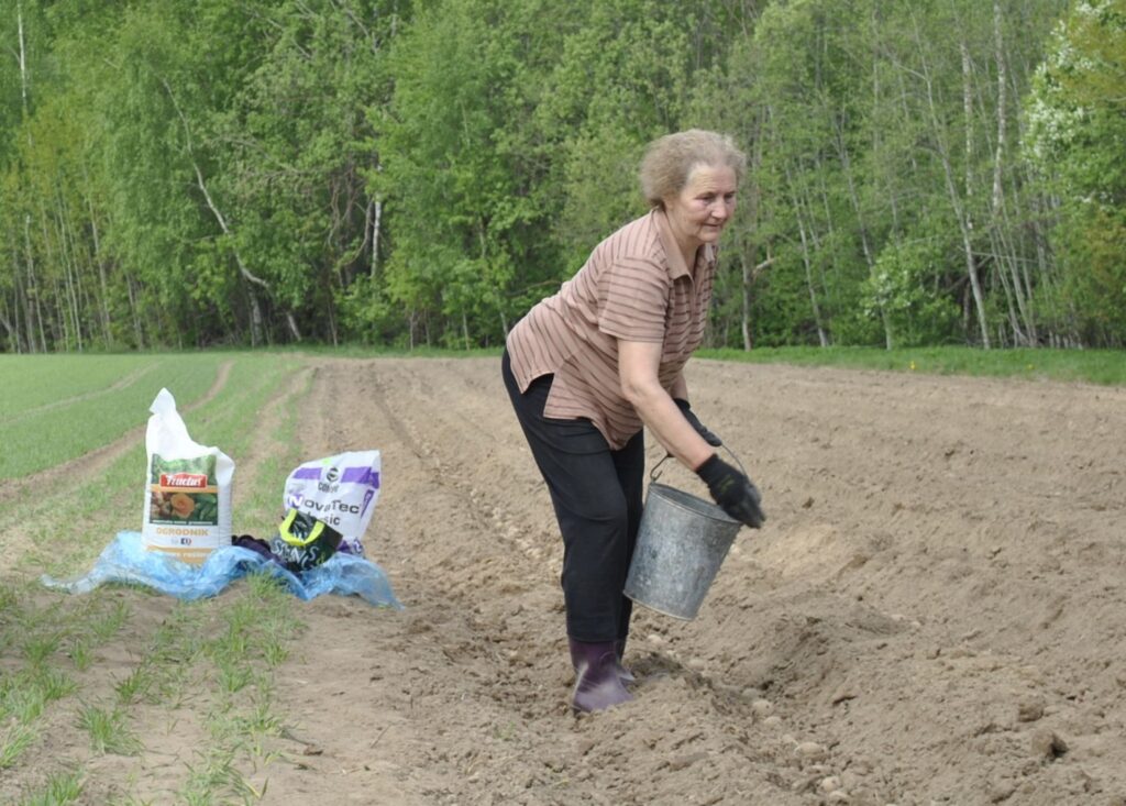 Smilteniete Leontīne Roce tupeņiem mēslojumu uzkaisa tikai nedaudz. Roči kartupeļu stādīšanu savā laukā pabeidza šorīt.
Autors: Sandra Pētersone