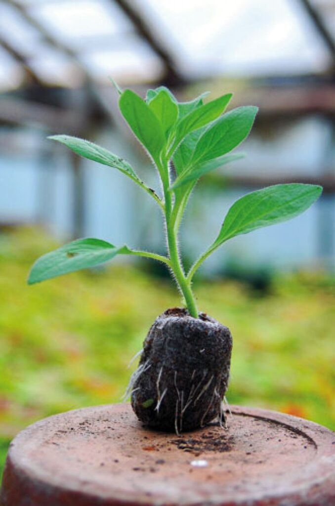 Autors: Agris Samcovs