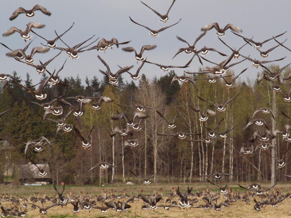 Autors: Sarmīte Kanašniece