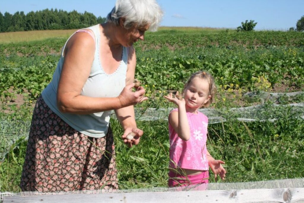 Par  “Smiltnieku” saimnieces Vizmas Dulbergas nodarbošanos ar vīngliemežu audzēšanu interesi neslēpj arī viņas mazmeita.
Autors: Aivars Zilbers