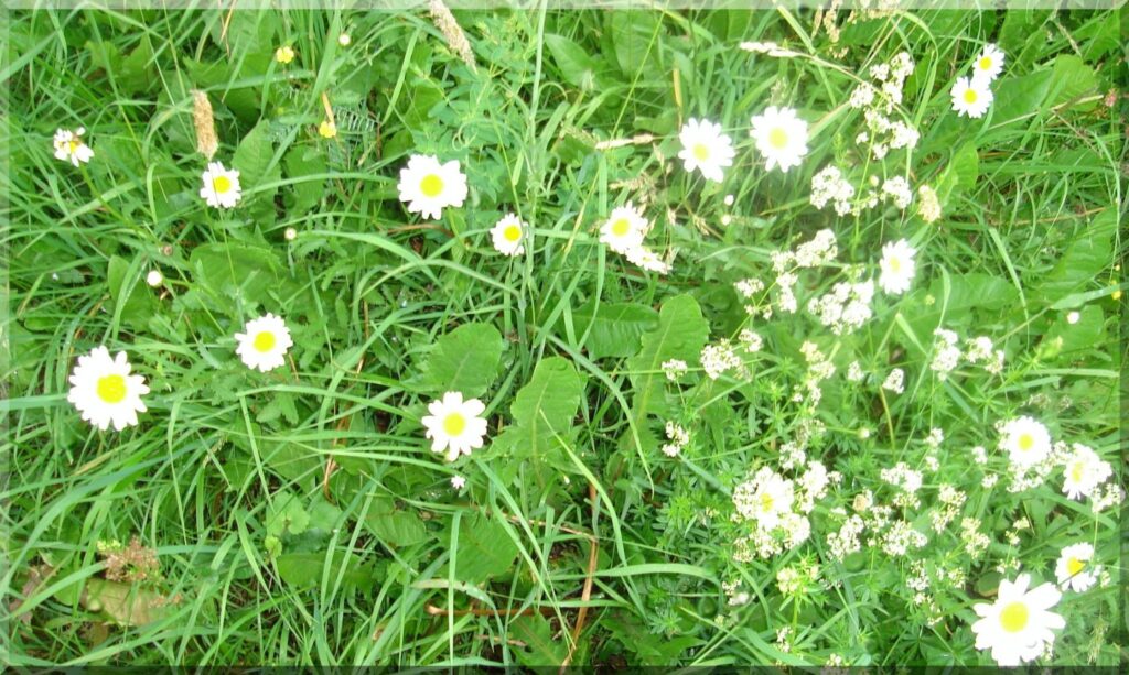 Autors: Sarmīte Ozola