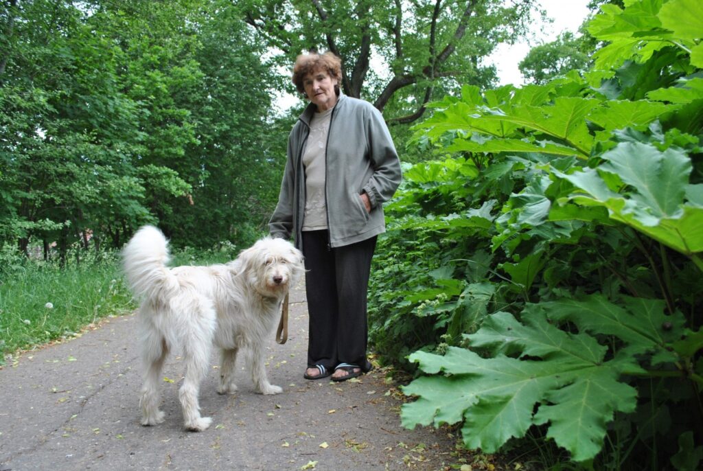 Kanāla ielas iedzīvotāja Ausma Velpe kopā ar suni Rūdi devusies pastaigā pa Veco parku. Viņa stāsta, ka latvāņu problēma Kanāla ielas un Vecajā parkā ar katru gadu samilzt. 