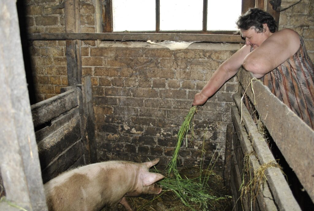 Palsmaniete Gunta Zaļā jau bija dzirdējusi par SIA “Palsmane” lēmumu likvidēt cūkkopības nozari. Toties savā kūtiņā viņa  cūkas audzēs arī turpmāk. Gaļa sanākot lētāk, nekā veikalā. 
Autors: Sandra Pētersone