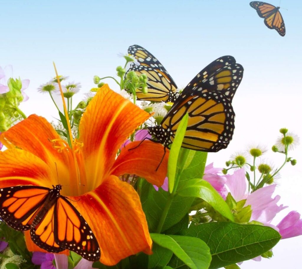 Autors: publicitātes foto