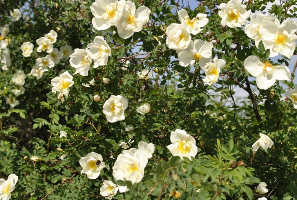 Mežciemā mežrozes ir pilnos ziedos.
Autors: Sandra Pētersone