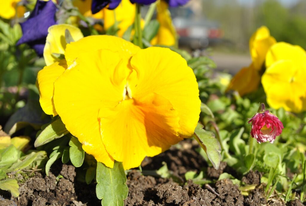 Autors: www.ziemellatvija