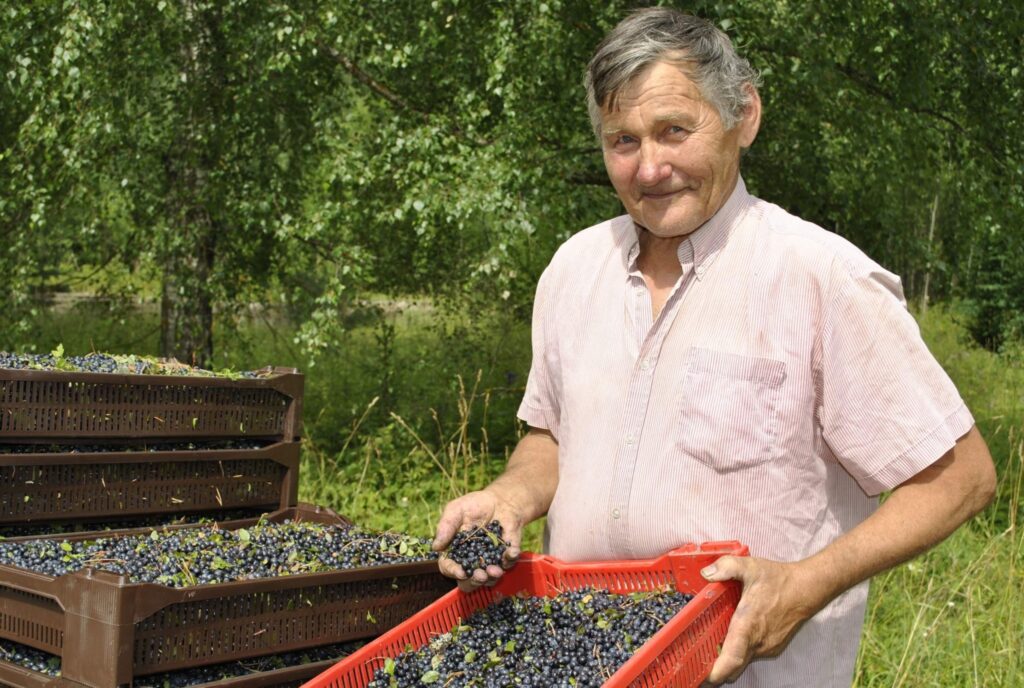 Šonedēļ Smiltenē un Valkā, kā arī citviet novados, darbu uzsākuši meža ogu pieņemšanas punkti.
Autors: Santa Sinka