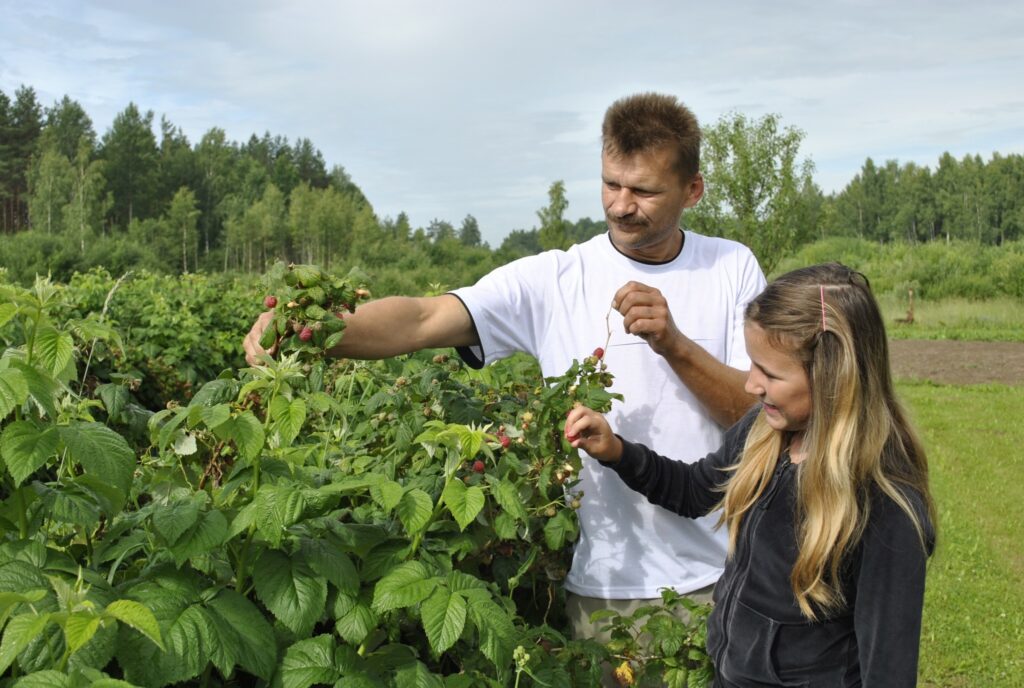 Tagad vajag lietu, lai ogas būtu lielākas, spriež Variņu pagasta aveņu audzētājs Ainārs Kauliņš, ar meitu Rebeku pārbaudot šās vasaras ražu.
Autors: Sandra Pētersone