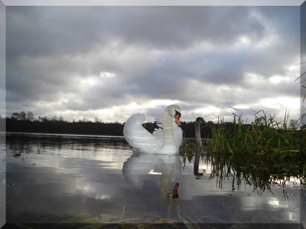 Autors: Sarmīte Ozola