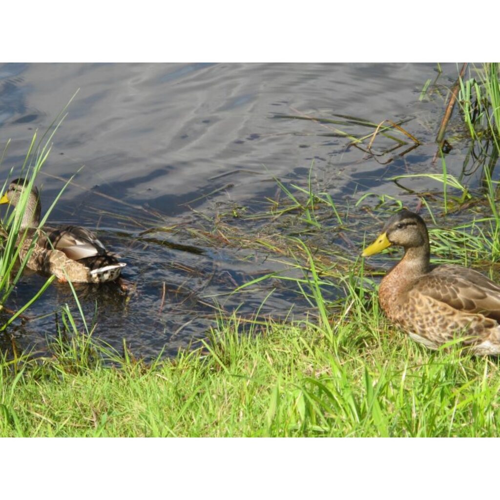 Autors: Inga Karpova