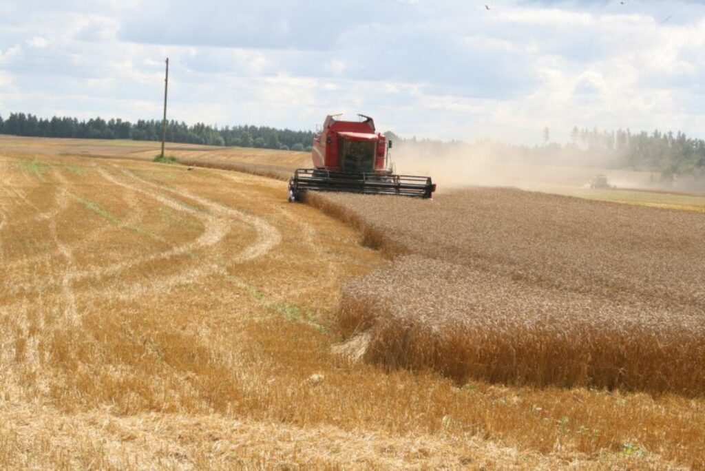 Daļa zemnieku jau novākusi vairāk par pusi labības, bet tempu iekavējis lietus. 
Autors: Aivars Zilbers
