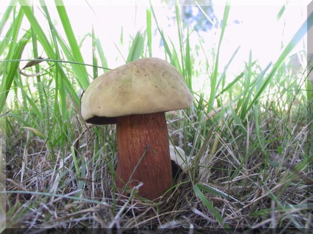 Autors: Sarmīte Ozola
