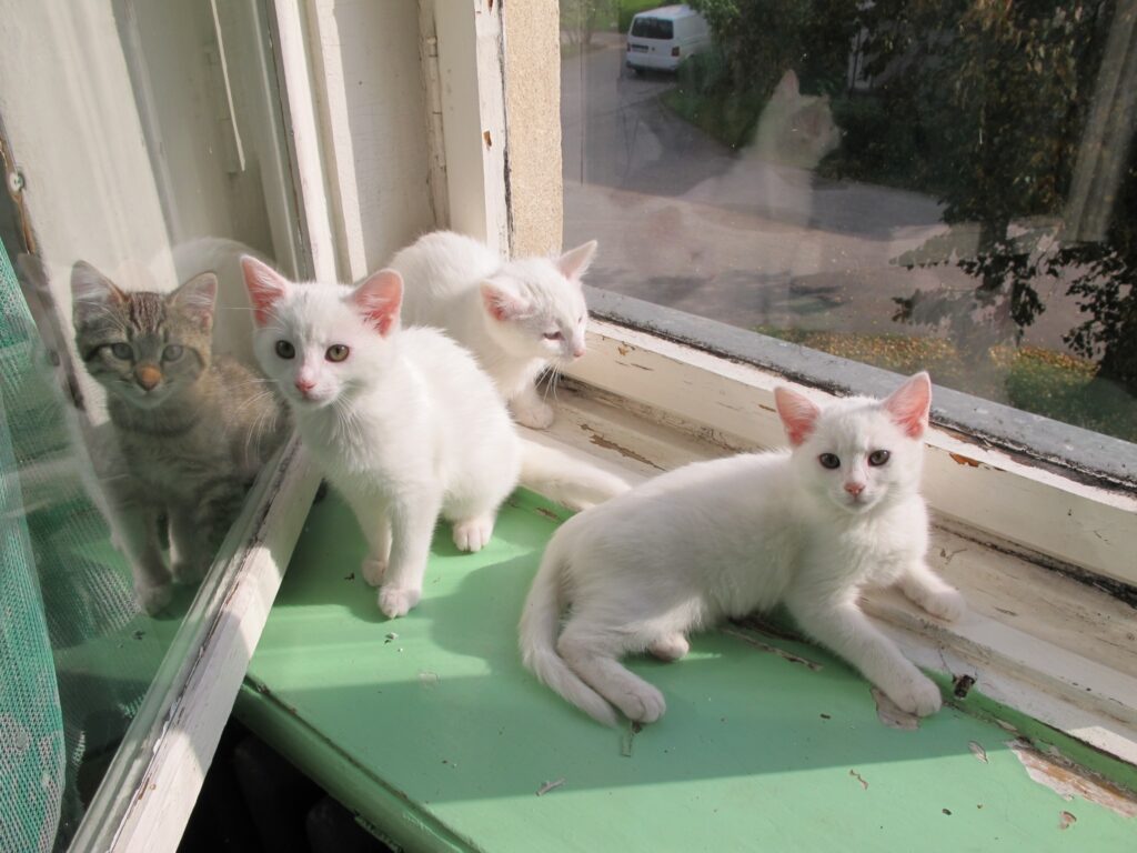 Labdarības organizācijas – Dzīvnieku SOS “Sāra” aktīviste Gunta Kraučuna cenšas palīdzēt ikvienam nelaimē nokļuvušam mājdzīvniekam – arī šiem kaķēniem. Potenciālie saimnieki aicināti zvanīt uz tālruni 25437695.
Autors: Inga Karpova