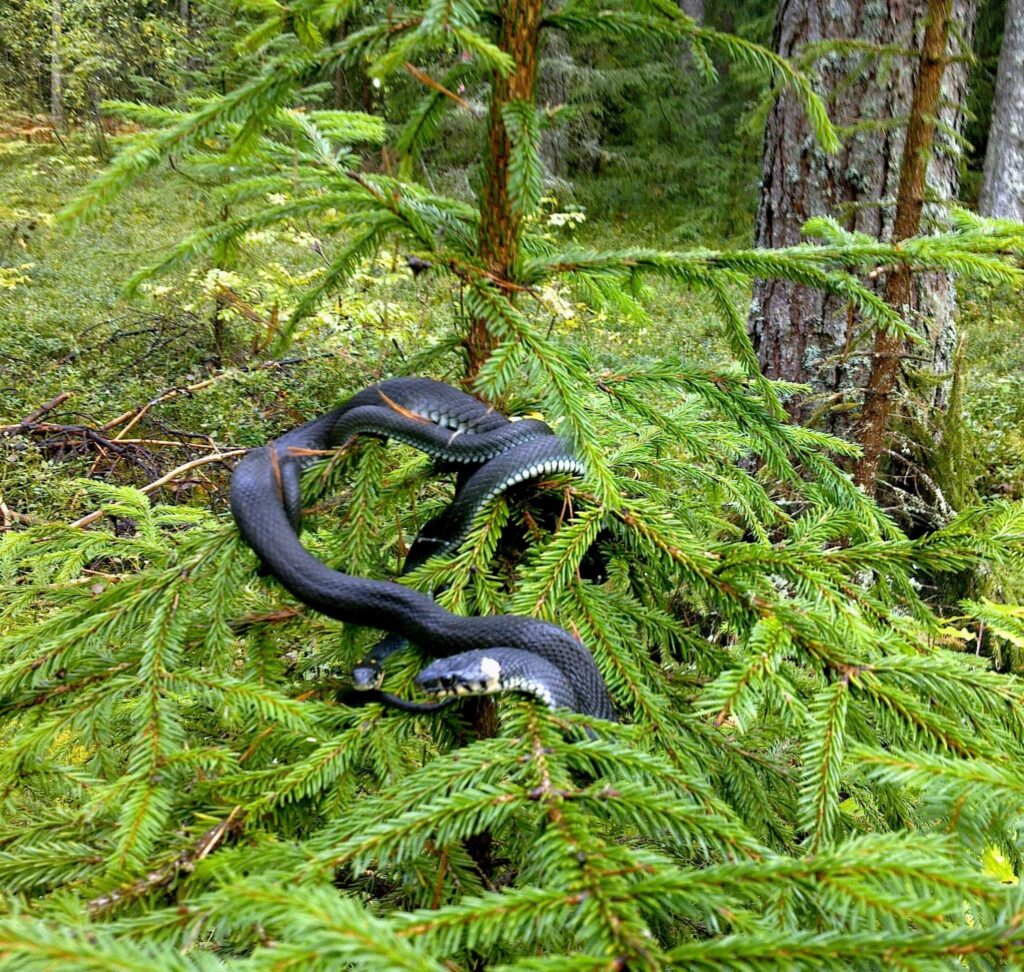 Autors: No personīgā arhīva