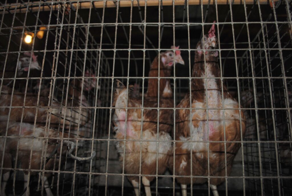 Autors: Sandra Pētersone