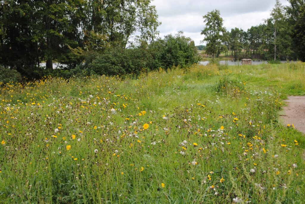 Nezālēm aizaugušais klajums Smiltenei godu nedara, uzskata iedzīvotāji; nomnieks sola rīkoties. 
Autors: Sandra Pētersone