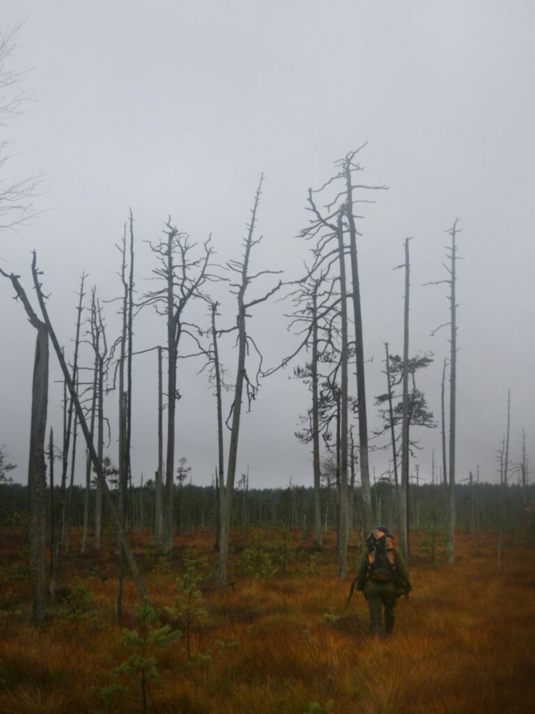 Mākslīgā ligzda atrodas purvā netālu no Valkas. Novērojumi liecina, ka vienā no šiem kokiem atradusies zivju ērgļa dabīgā ligzda.
Autors: Dainis Jansons