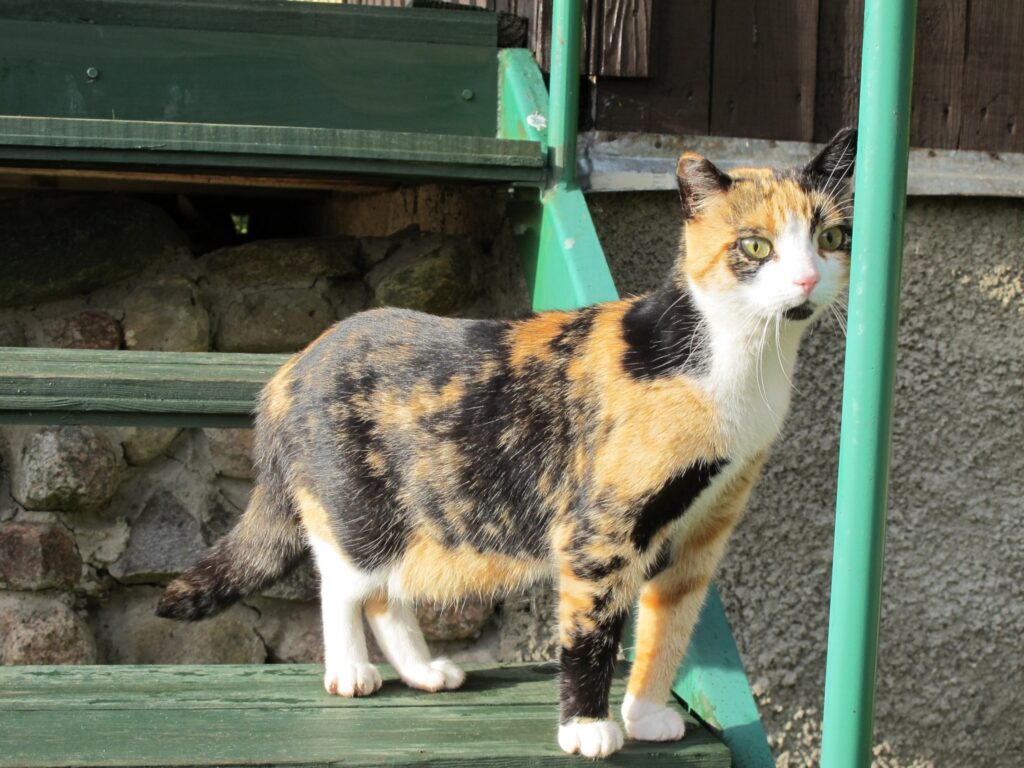 Autors: Inga Karpova