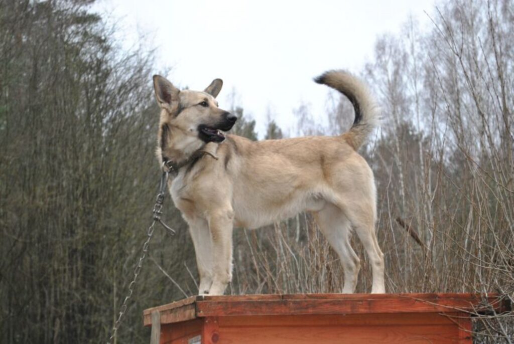 Nu vai nav skaistulis? Bet mums jādodas mājup..Tomēr ticu, ka viņš noteikti atradīs mīlošus saimniekus, kuri viņu nenodos.
Autors: Sarmīte Ozola