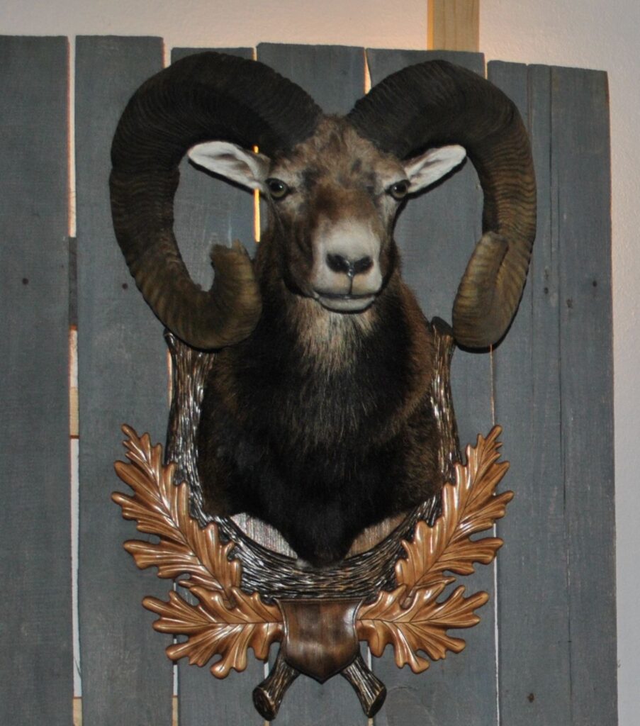 Autors: Sarmīte Ozola