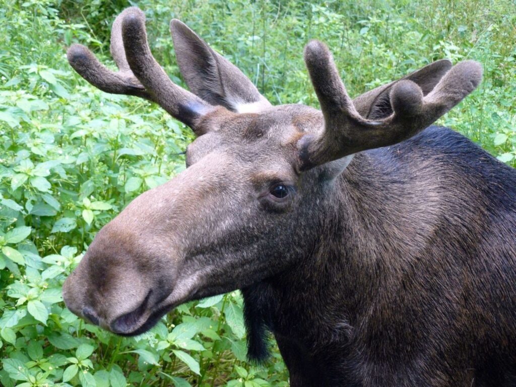 Autors: publicitātes foto