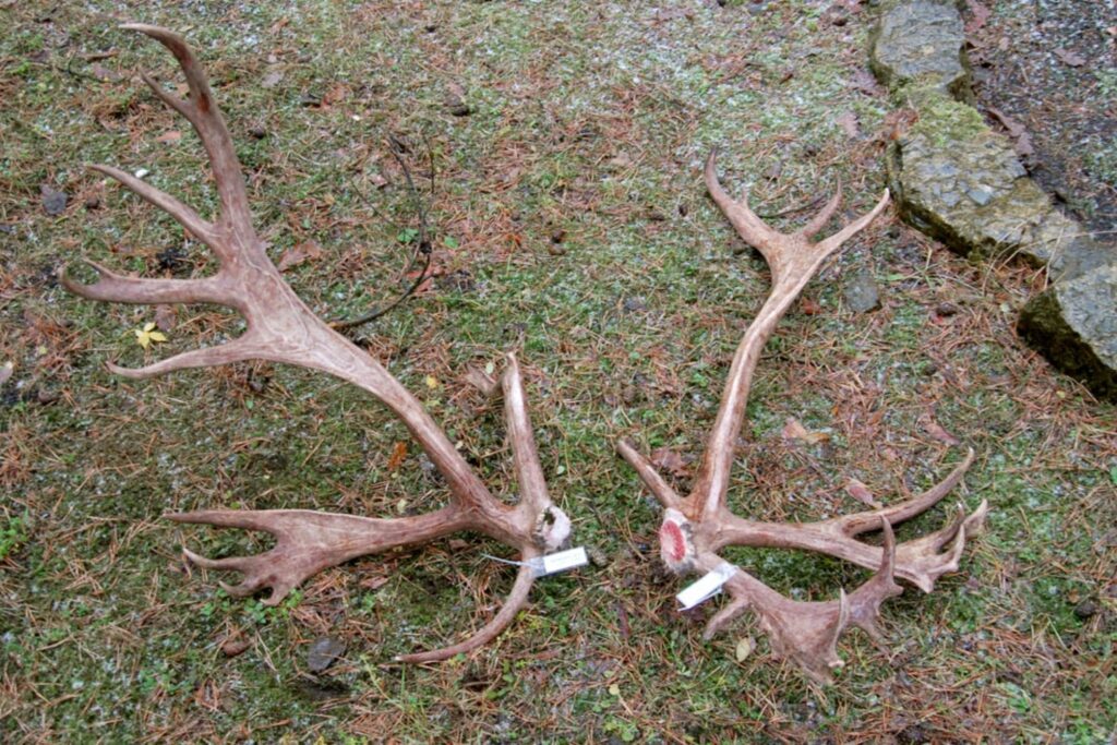 Autors: publicitātes foto