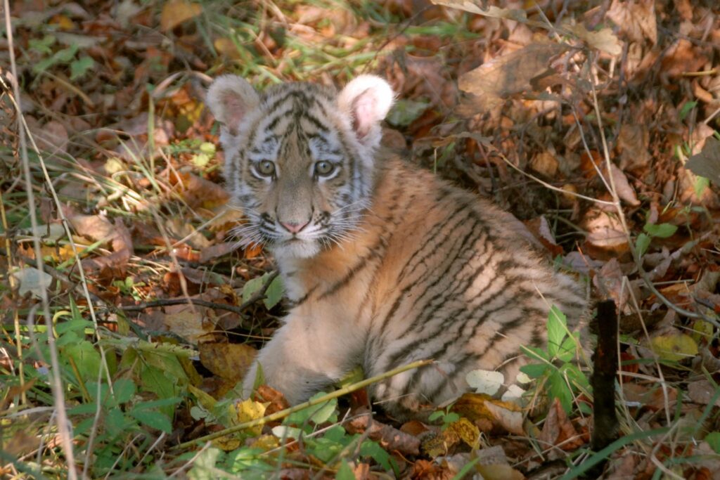 Autors: publicitātes foto