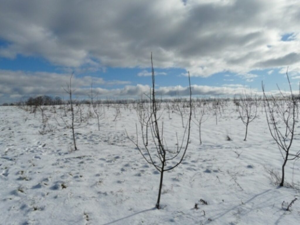 Autors: dravnieks.lv