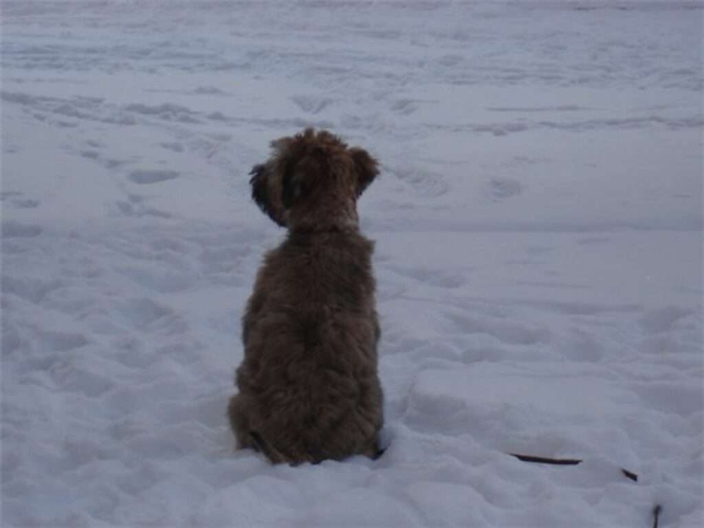Autors: dogs.lv