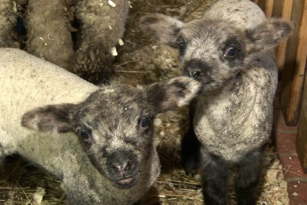 Autors: publicitātes foto